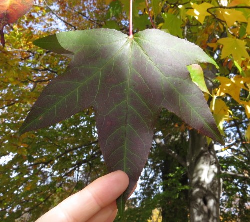 Liquidamber styraciflua