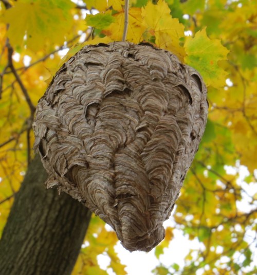 Dolichovespula maculata