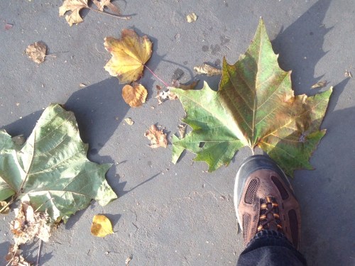 Platanus occidentalis