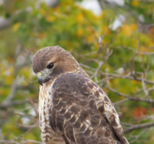 Buteo jamaicensis
