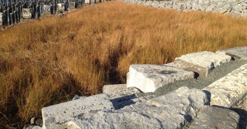 salt marsh
