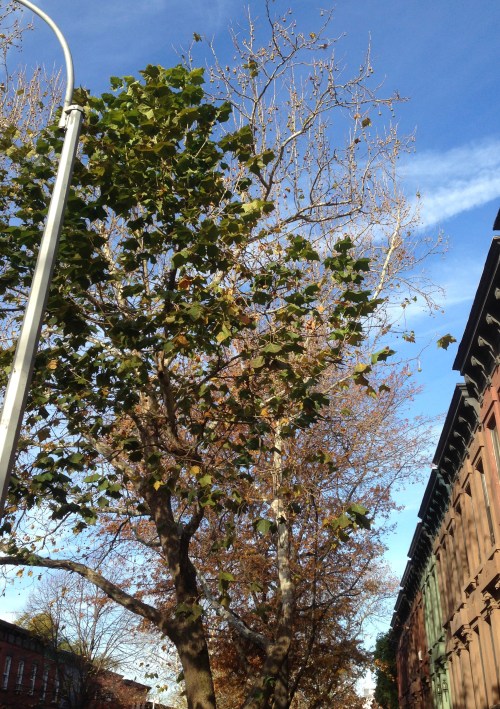 Platanus occidentalis