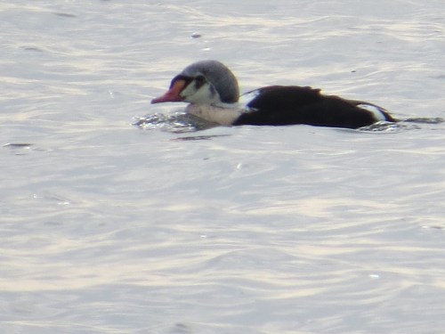 Somateria spectabilis