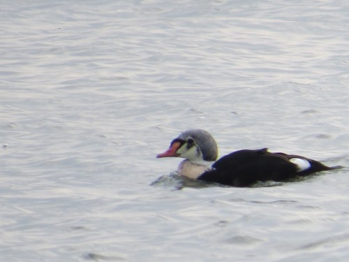 Somateria spectabilis