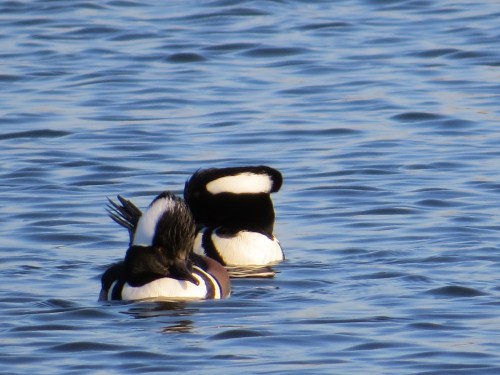 Lophodytes cucullatus