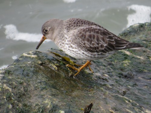 Calidris maritima