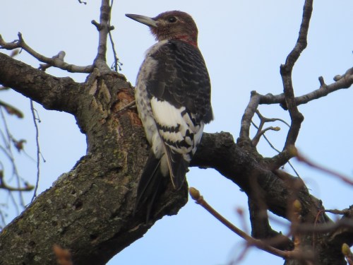 Melanerpes erythrocephalus