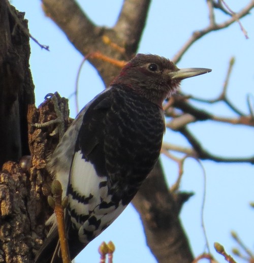 Melanerpes erythrocephalus
