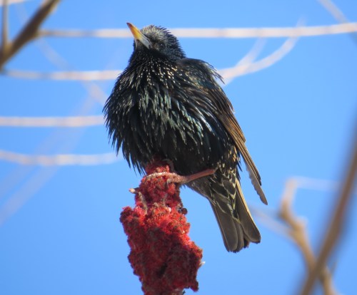 Sturnus vulgaris