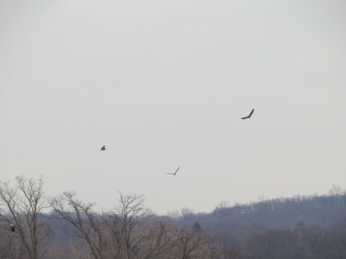 Haliaeetus leucocephalus