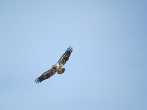 Haliaeetus leucocephalus