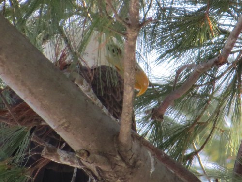 Haliaeetus leucocephalus