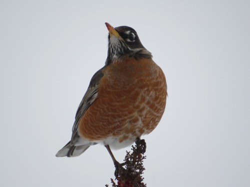 Turdus migratorius