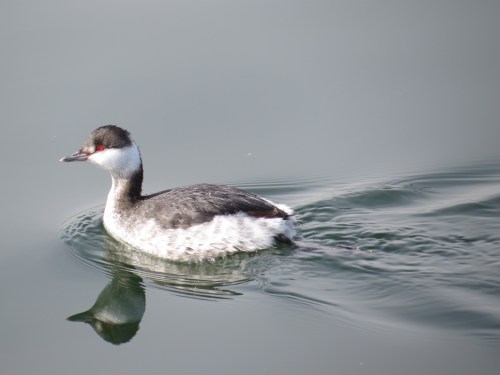 Podiceps auritus