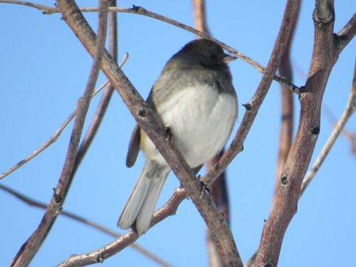 Junco hyemalis