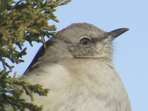 Mimus polyglottos