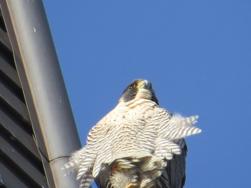 Falco peregrinus