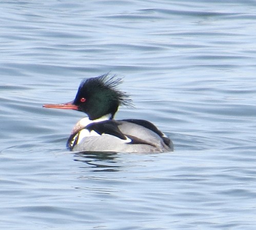 Mergus serrator