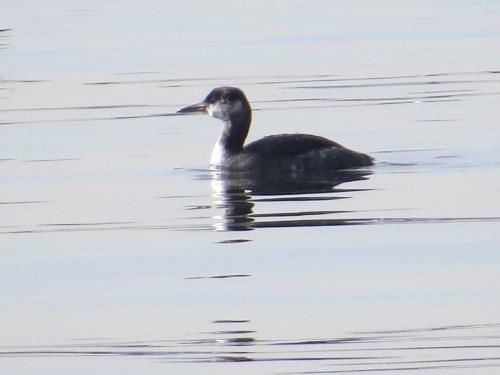 Podiceps grisegena