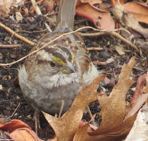 Zonotrichia albicollis