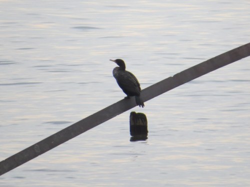 Phalacrocorax auritus