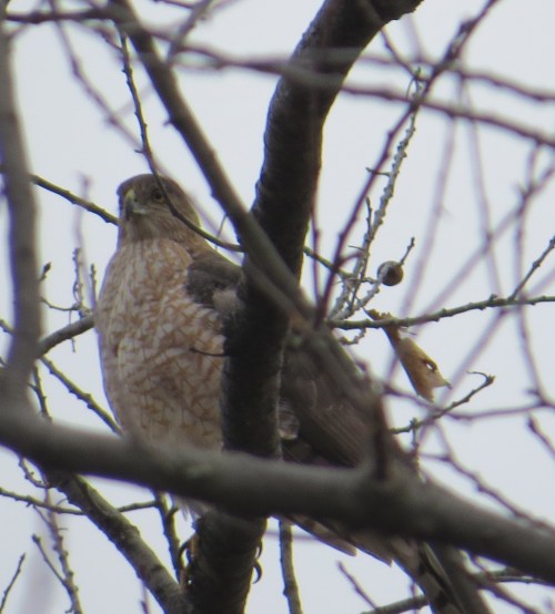 Accipiter cooperii