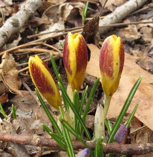 crocus