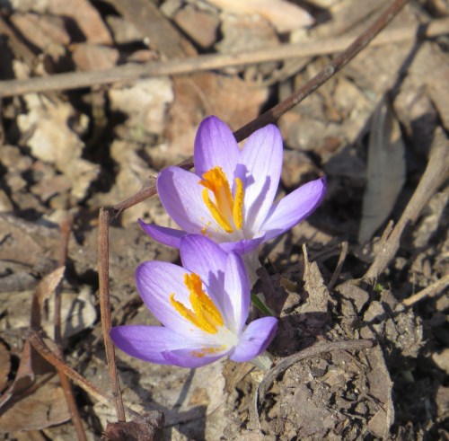 Crocus