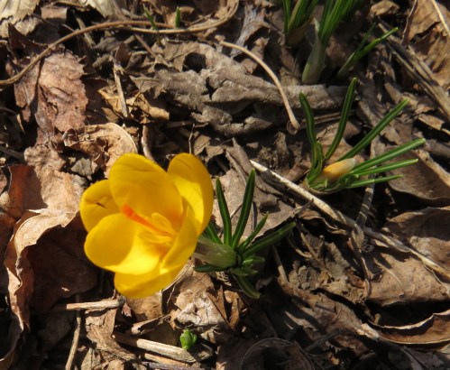 Crocus