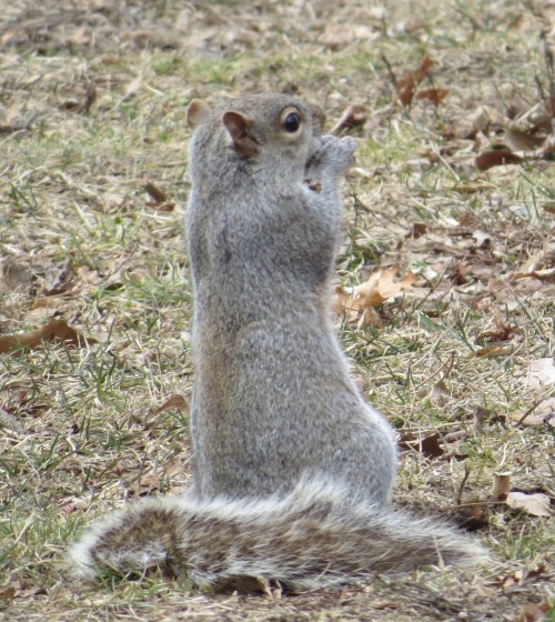 Sciurus carolinensis