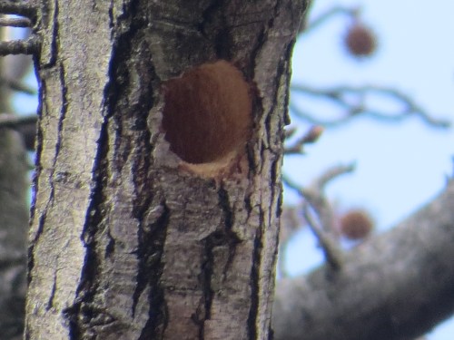 Woodpecker nest