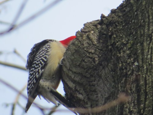 Melanerpes carolinus