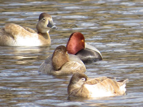 Aythya collars, Aythya americana