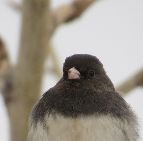 Junco hyemalis