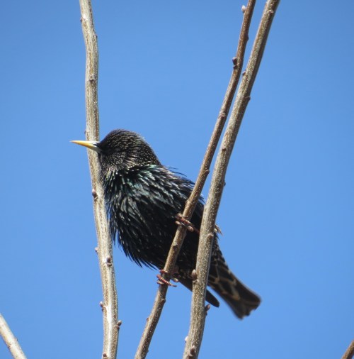 Sturnus vulgaris