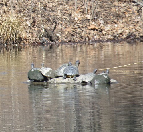 turtles