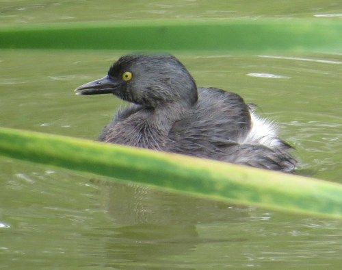 Tachybaptus dominicus
