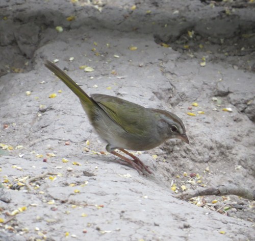 Arremonops rufivirgatus