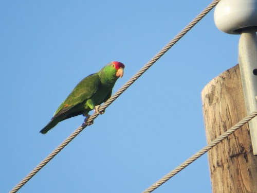 Amazona virdigenalis