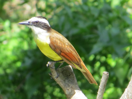 Pitangus sulphuratus