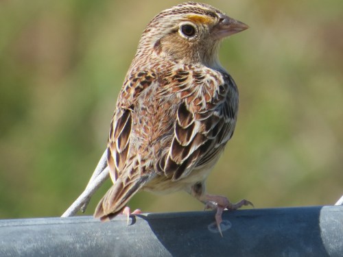 Ammodramus savannarum