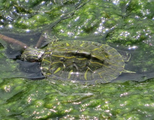 Trachemys scripta