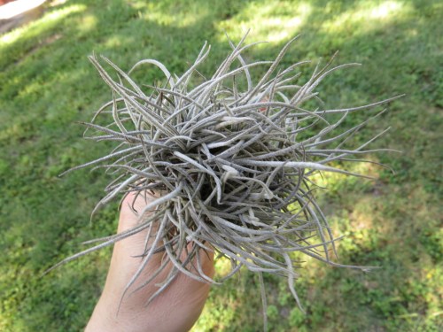 Tillandsia recurvata