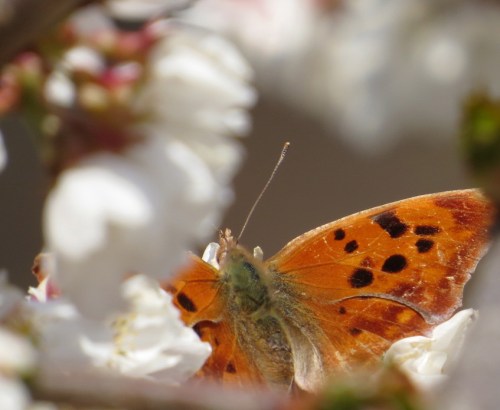 Polygonia interrogationis