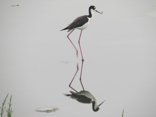 Himantopus mexicanus