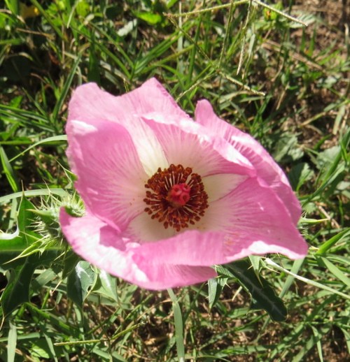 prickly poppy