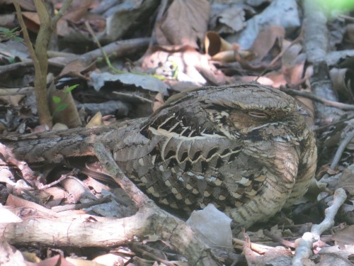 Nyctidromus albicollis