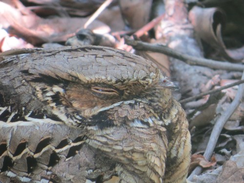 Nyctidromus albicollis