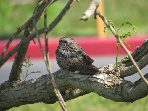 Chordeiles acutipennis