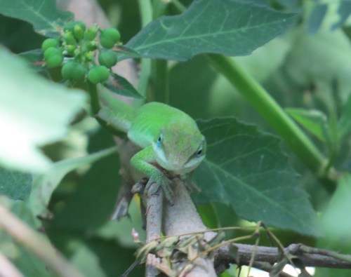 Anolis carolinensis